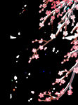 梅花桃花PNG 