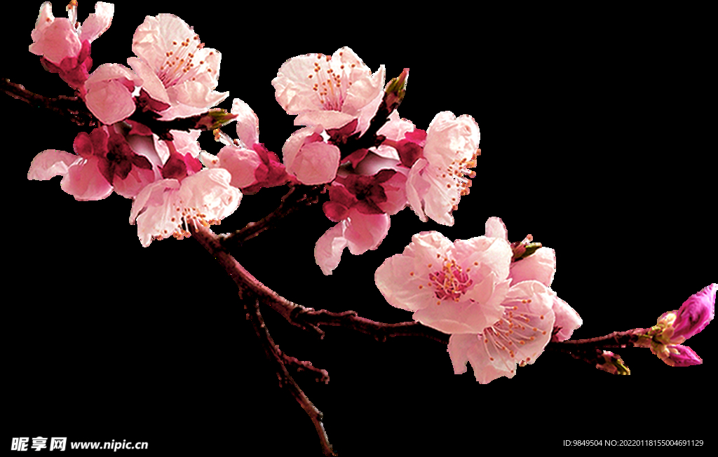 梅花桃花PNG