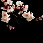 梅花桃花PNG 