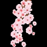 梅花桃花PNG 