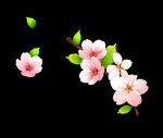 梅花桃花PNG