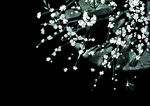 梅花桃花PNG