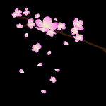 梅花桃花PNG