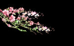 梅花桃花PNG