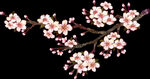 梅花桃花PNG 
