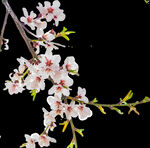 梅花桃花PNG 