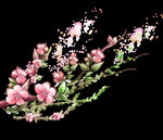 梅花桃花PNG