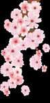 梅花桃花PNG 