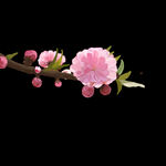 梅花桃花PNG 