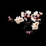梅花桃花PNG 