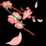 梅花桃花PNG 