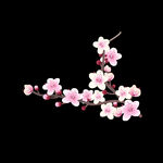 梅花桃花PNG 
