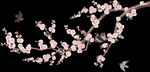 梅花桃花PNG 