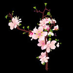 梅花桃花PNG 