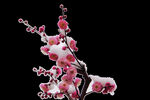梅花桃花PNG 