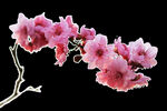 梅花桃花PNG 