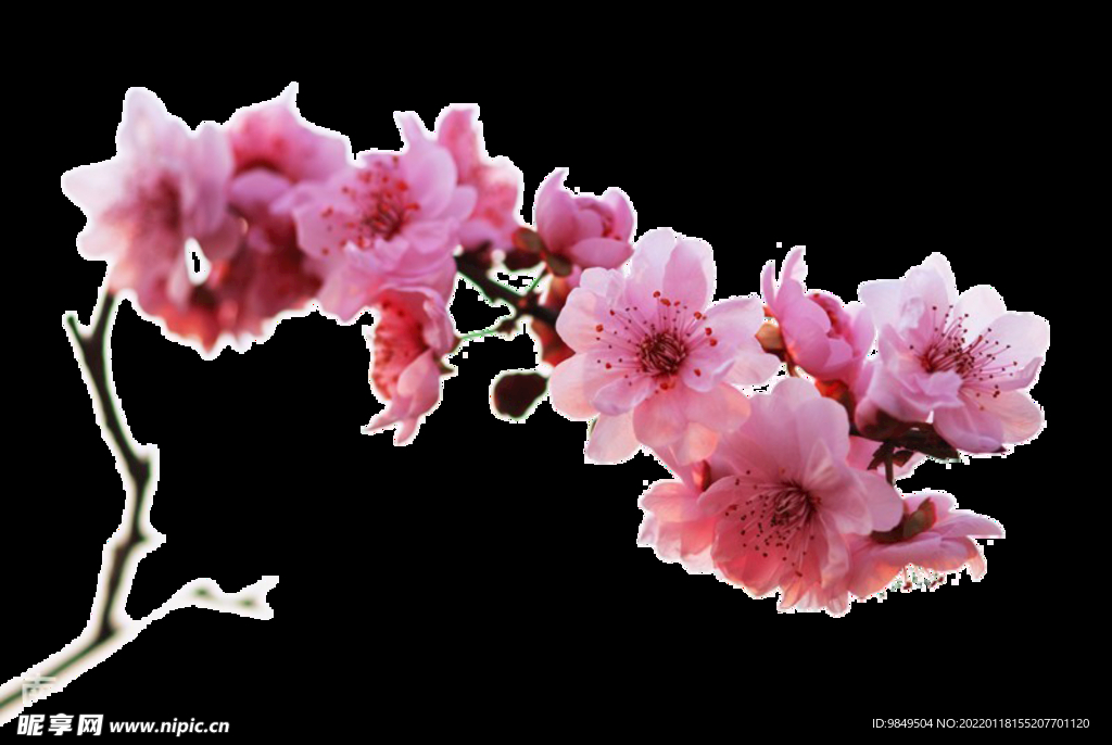 梅花桃花PNG 