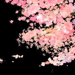梅花桃花PNG