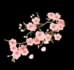 梅花桃花PNG 