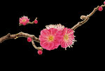 梅花桃花PNG 