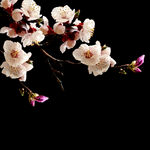 梅花桃花PNG 