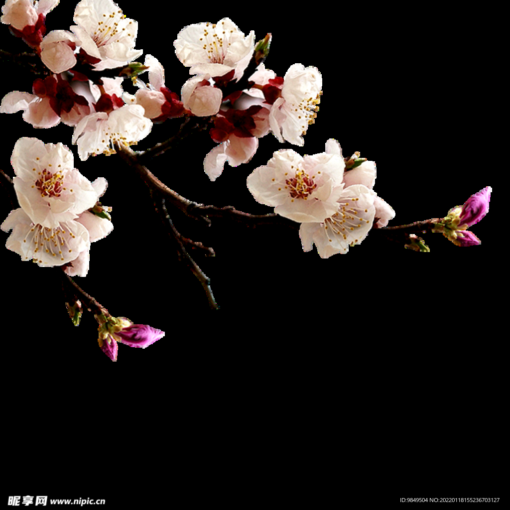 梅花桃花PNG 