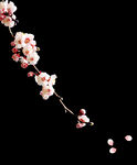 梅花桃花PNG 