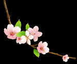 梅花桃花PNG 