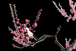 梅花桃花PNG 