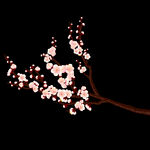 梅花桃花PNG 
