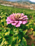 百日菊