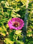 百日菊