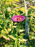百日菊
