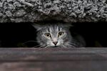 室外的野猫图片