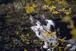 室外的野猫图片