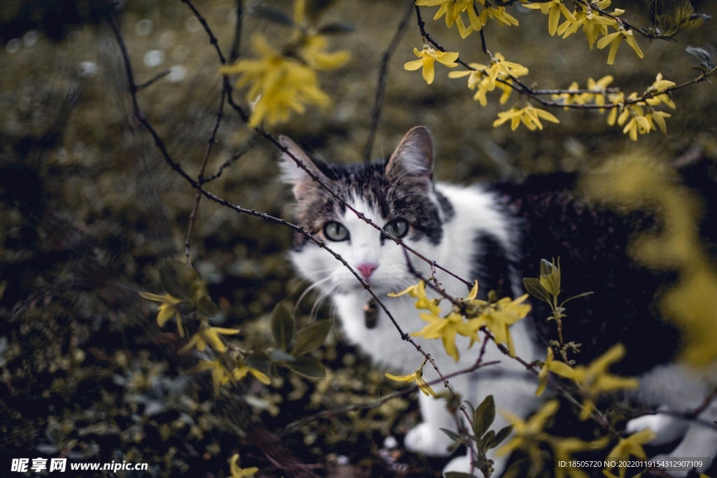 室外的野猫图片