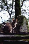 室外的野猫图片