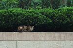 室外的野猫图片