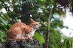 室外的野猫图片