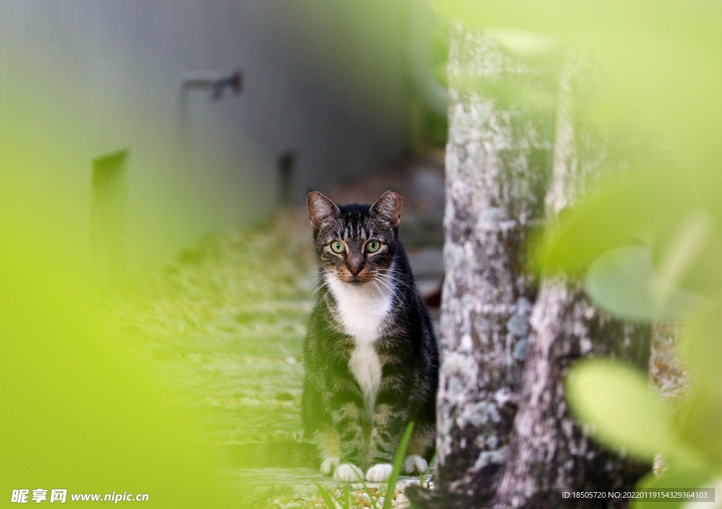 室外的野猫图片