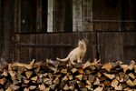 室外的野猫图片