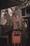 室外的野猫图片