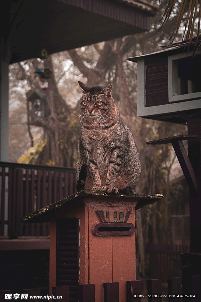 室外的野猫图片