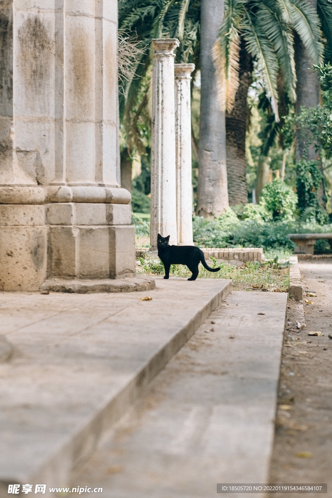 室外的野猫图片