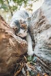 室外的野猫图片