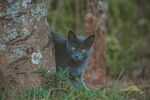 室外的野猫图片