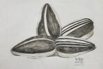 瓜子素描