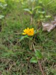 小菊花