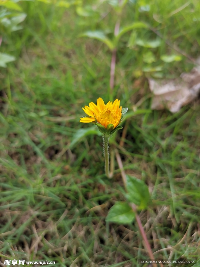 小菊花