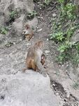 贵阳黔灵山公园猴子